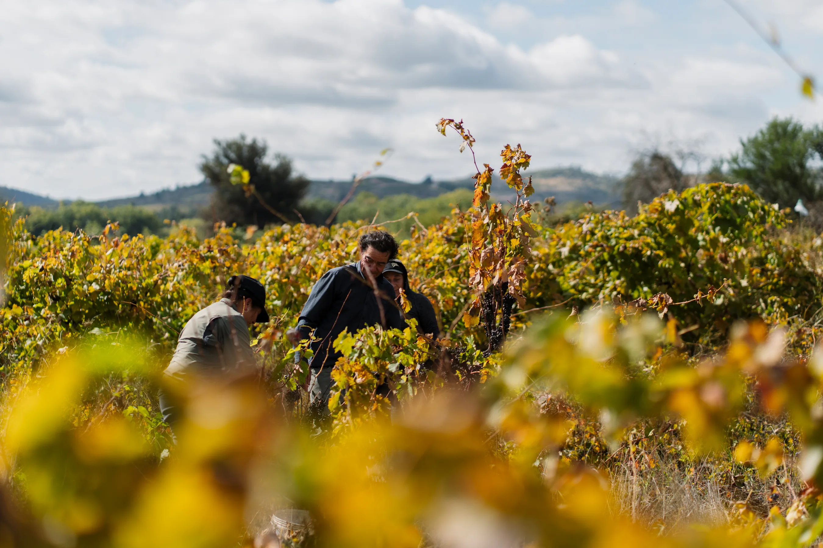 Los Acantos terroir